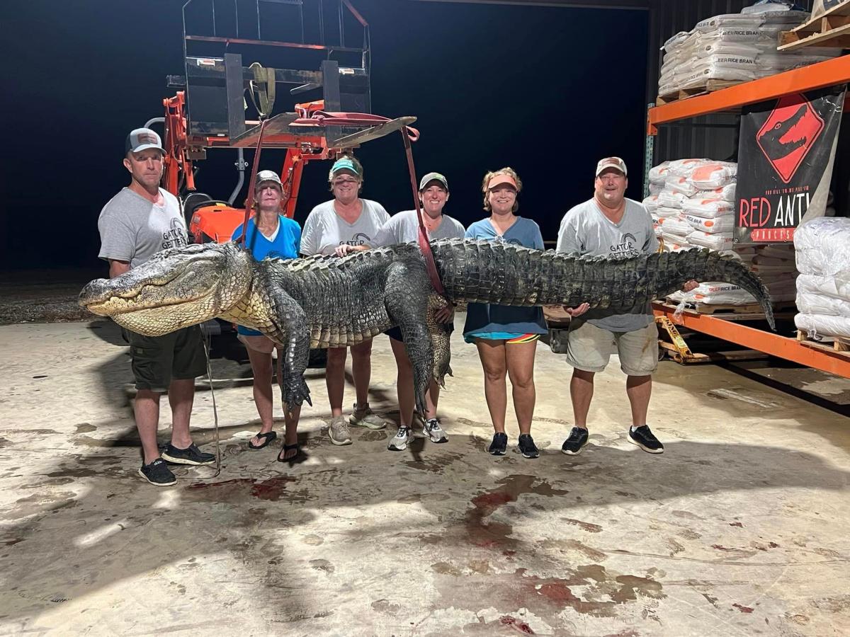 ‘The size and mass of his head is unreal.’ MS alligator hunters bag 800-pound giant