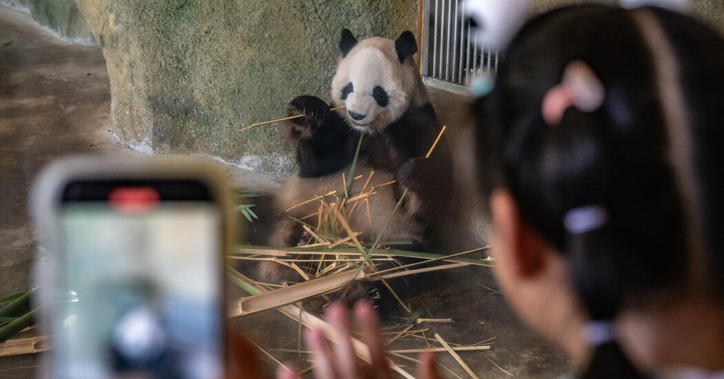 The Panda Factories – The New York Times